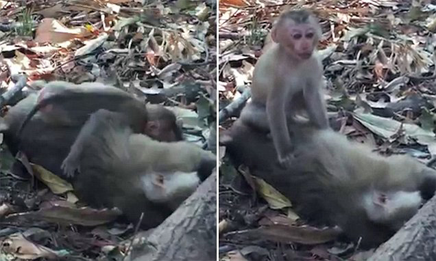 VIDEO/ Momenti prekës, majmuni përqafon trupin e pajetë të nënës së tij