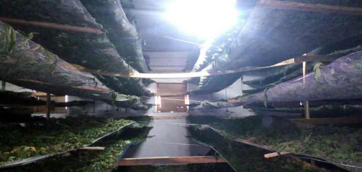 Magazina e drogës në Rrëshen, të arrestuarit: Na lironi, punonim për bukën e gojës