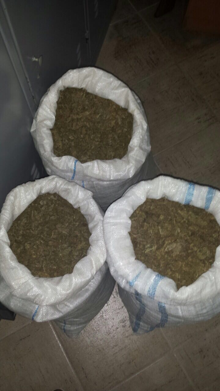 VLORË/ Kapet një grup i trafikut të kanabisit