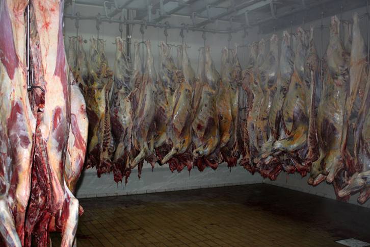 Bllokohen 10 kv mish në thertore, mbaheshin në kushte të papërshtatshme