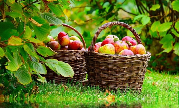 Hani mollë para ushqimit!