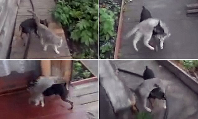 VIDEO/ Qeni shoqëron në shtëpi macen “e dehur”