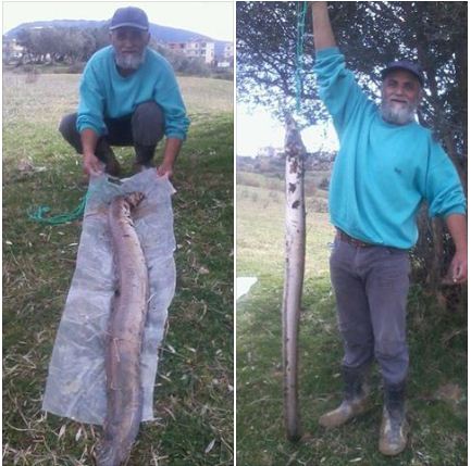 FOTO/Përbindëshi që u kap në liqenin e Farkës