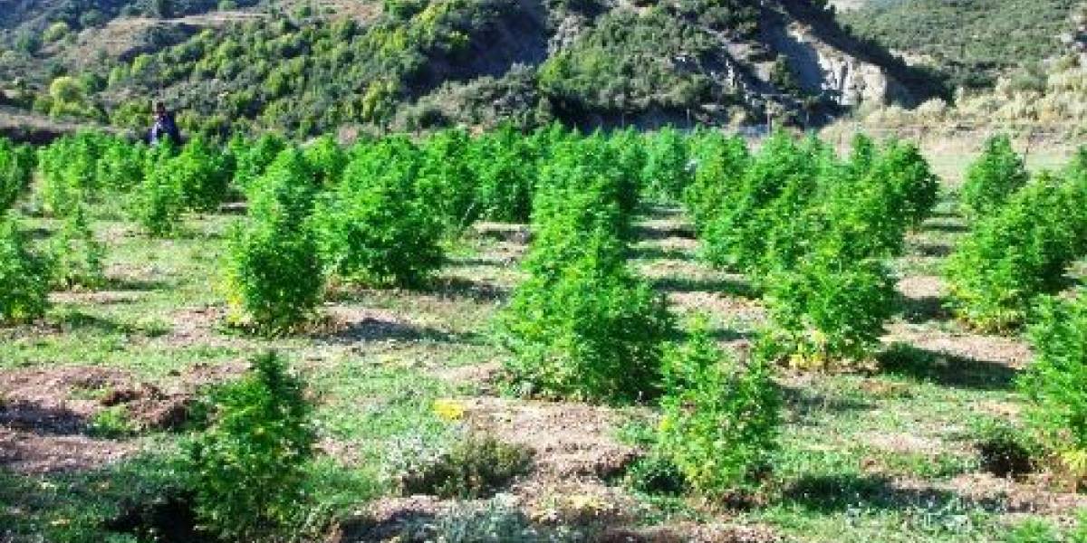 Asgjësohen 10.120 bimë kanabis në Tepelenë, shpallen në kërkim autorët