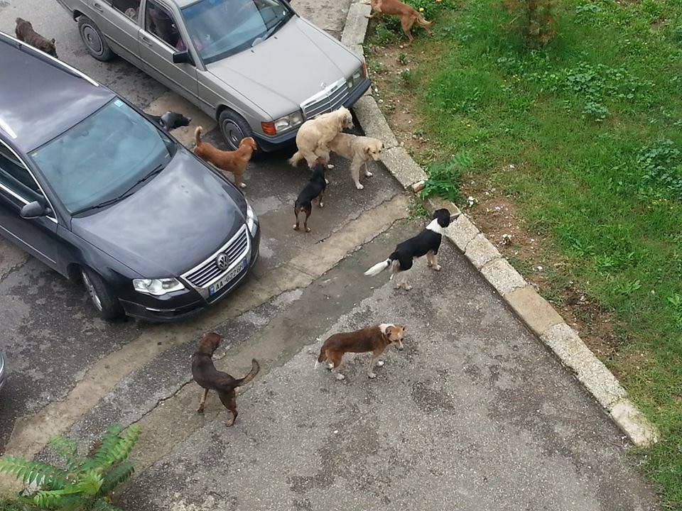 FOTO/Pediatria pushtohet nga qentë, kafshojnë infermieren në te pasmet