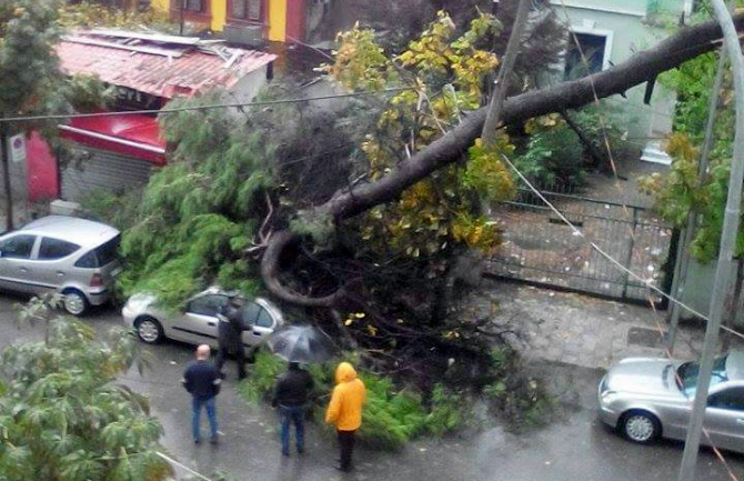 Tiranë, bie pema, plagoset punëtorja e pastrimit, dëmtohen disa makina
