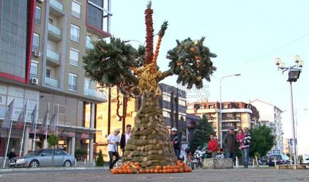 Gjakova drejt librit Guinness me pemën më të lartë me fruta në botë