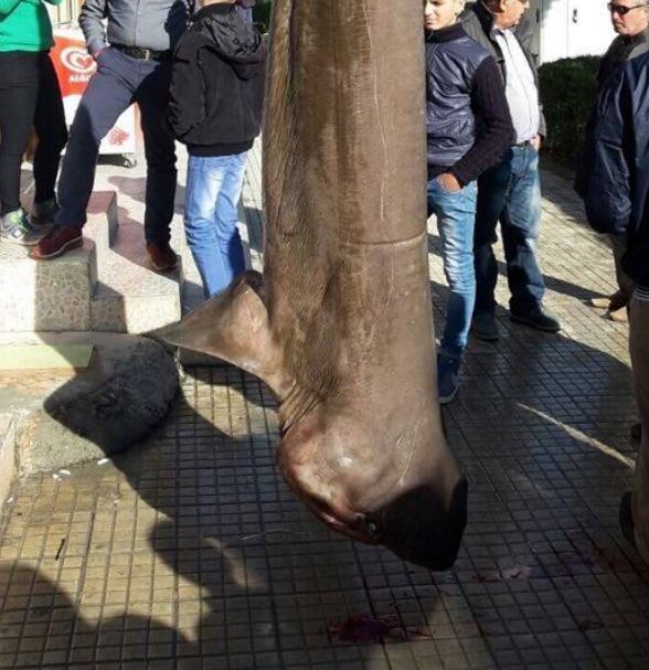 FOTO LAJM/ Kapet një peshkaqen gjigand në brigjet e Vlorës