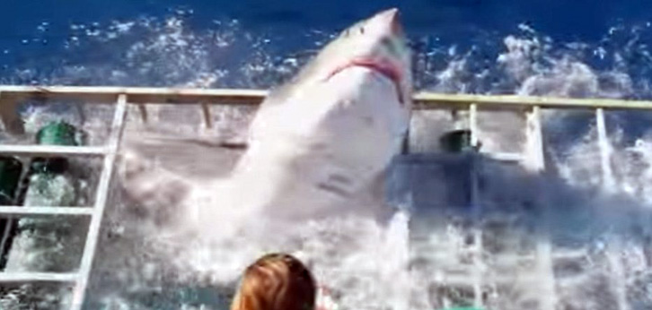 VIDEO/ Peshkaqeni thyen kafazin, zhytësi shpëton mrekullisht