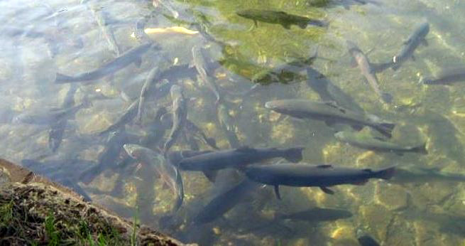 EMRAT/ Lushnje, tre persona kapen duke vjedhur peshk në një vaskë