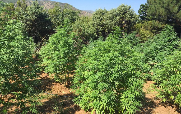 Operacioni antidrogë në Shkodër; arrestohet kryeplaku i fshatit Kir dhe 2 të tjerë