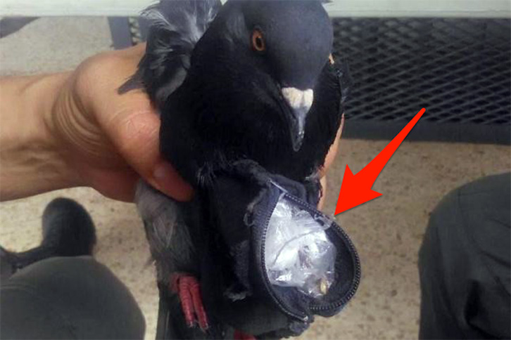 SPECIALE/ Nga pëllumbat te macet “korrierë droge” – Si e thyejnë sigurinë në burgje trafikantët “kreativë” shqiptarë