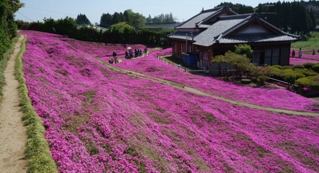 FOTO/ Burri mbjell mijëra lule pink për të bërë të lumtur gruan e tij të verbër