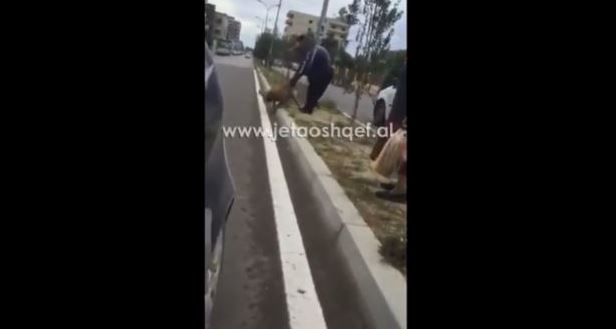 VIDEO/Mbikalimi i Shkozetit, pitbulli shqyen kecin