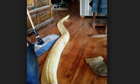 Dy javë pasi kishte humbur, pitoni 5 metra i gjatë kthehet tek prindërit