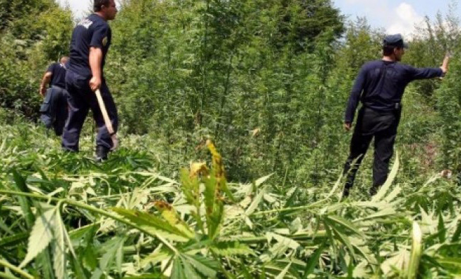 Vlorë, policia korr kanabis…, por jo autorët