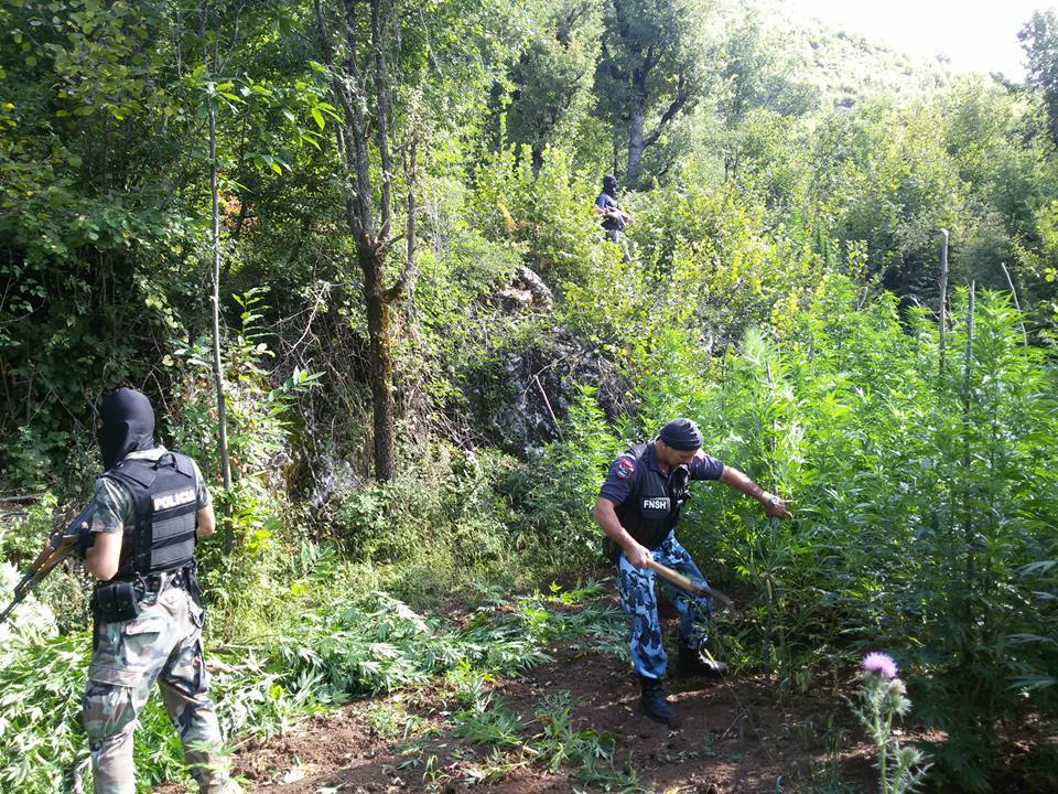 Antidroga, histori suksesi e policisë apo trafikantëve