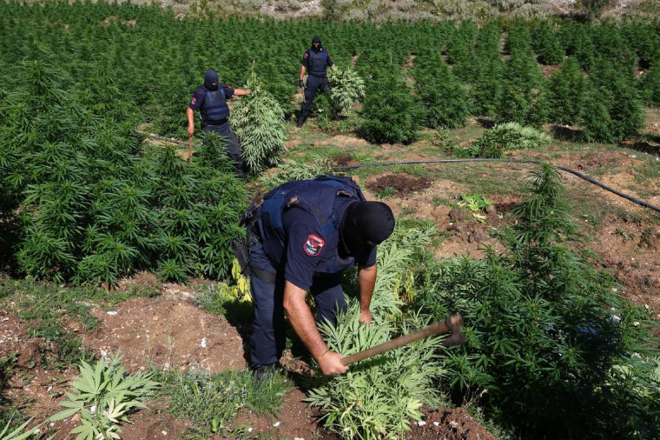Zbulohet shifra e thesarit jeshil, 7 miliardë euro, droga e konfiskuar në parcelat e kanabisit