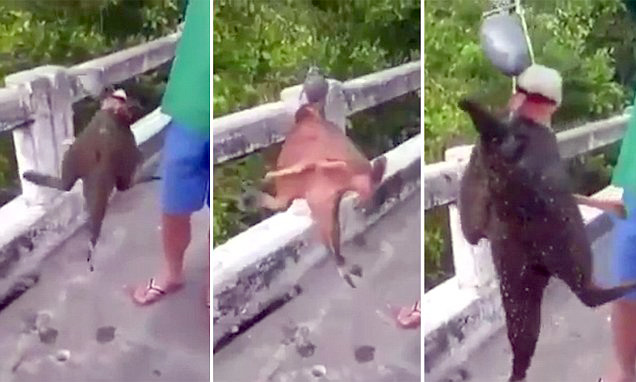 VIDEO/ Nuk ndodh vetëm në Elbasan… edhe në Tajlandë gjendet një peshk me këmbë