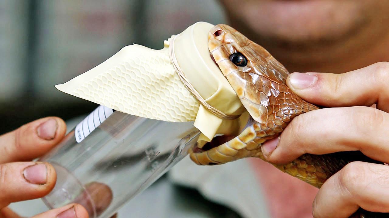 Ja punët më të çuditshme që sjellin të ardhura të larta