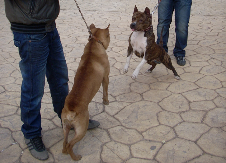PARALAJMËRIMI/ Qentë të regjistrohen në polici, ndryshe ja sa vjet burg rrezikojnë pronarët