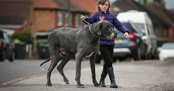 FOTO GALERI/ Ky është qeni më i madh në botë, ja me kë krahasohet për nga pesha