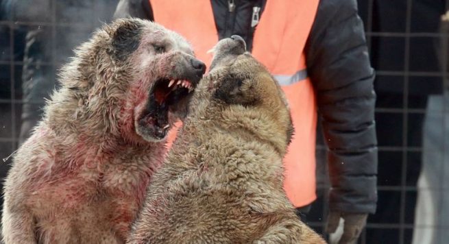 FOTO GALERI/ Qentë në luftë barbare, për jetë a vdekje