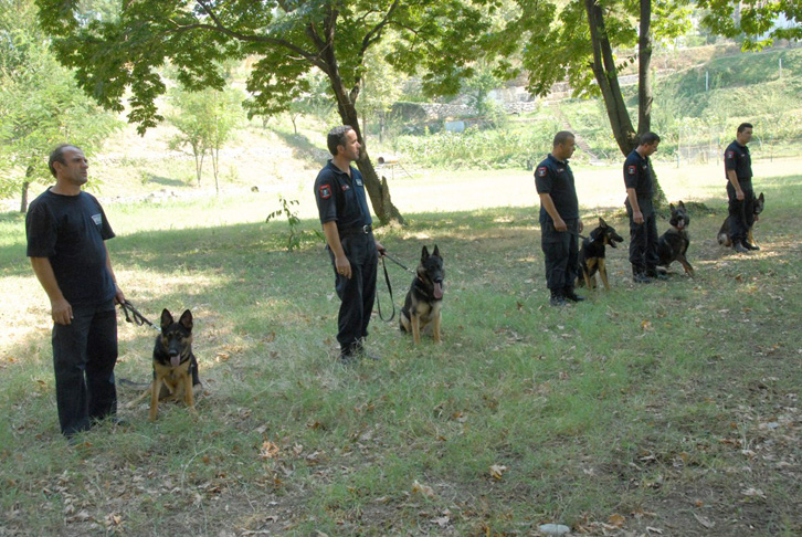 ÇMIMI/ Qeveria nxjerr në shitje edhe qentë “ngelës” të Policisë
