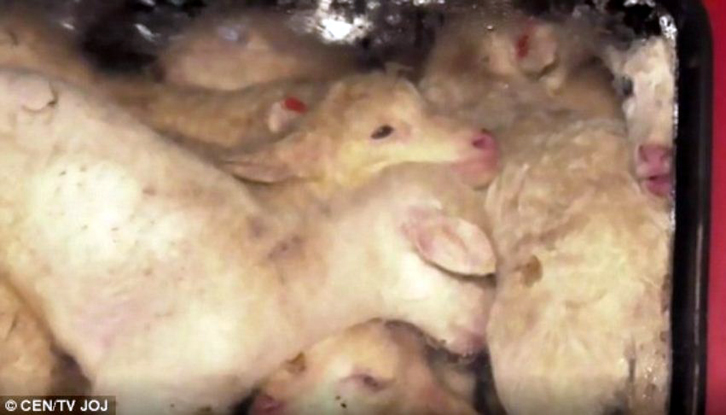 FOTO LAJM/ Shoferi ngjesh 72 qengja në bagazhin e një mini-furgoni