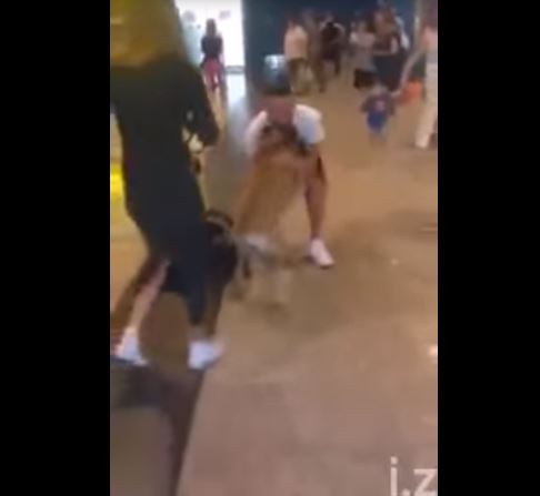 Reagimi befasues i qenit kur takon të zotin pas 3 vitesh