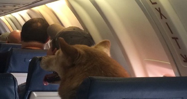 FOTO/ Qeni udhëton në avion, pasagjerët revoltohen ndaj kompanisë