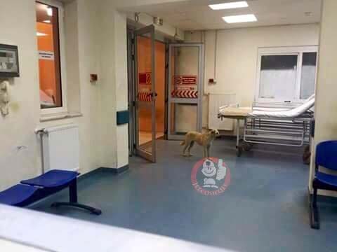 FOTO LAJM/ Reforma në urgjencat shëndetësore…, në Shkodër përfitojnë edhe qentë