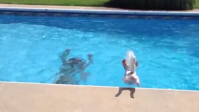 VIDEO & FOTO GALERI/ Momenti i adhurueshëm kur qeni shpëton pronarin teksa mbytej në pishinë