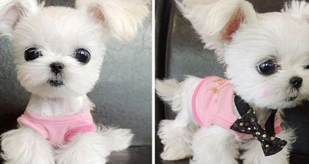 FOTO/ Nuk është lodër; është qen i vërtetë që po pushton rrjetin