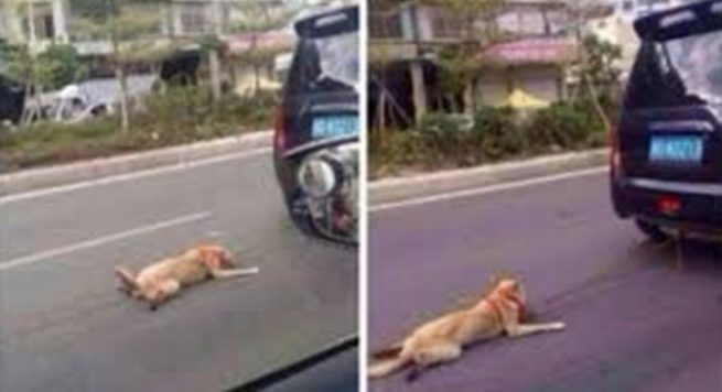 Tërhoqi qënin zvarrë me automjetin e tij, arrestohet nga policia e Durrësit