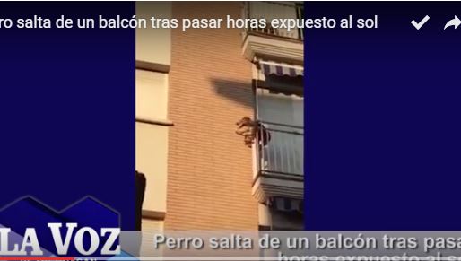 VIDEO/Ishte ne kulmin e deshperimit qeni prandaj u hodh