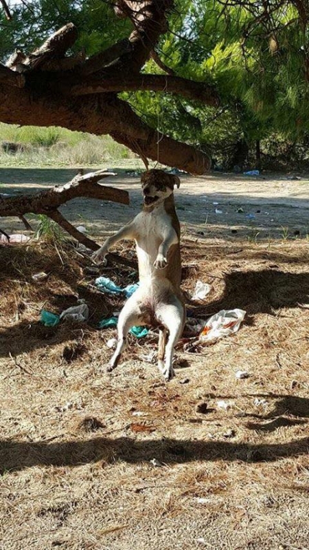 Krimi i rrallë, një qen i varur në Zvërnec