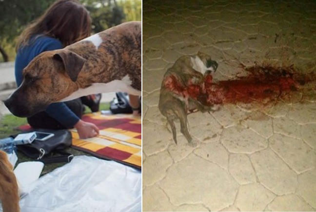 FOTO/ Ky është qeni hero i “vrarë” mbrëmë në parkun e liqenit, prej ditësh “protestonte” me qytetarët