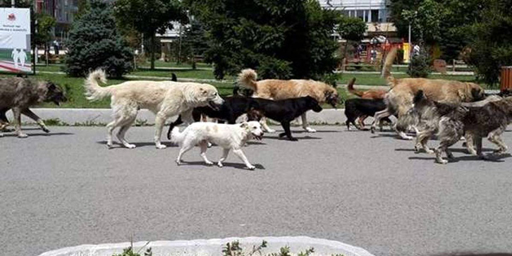 HUMOR/ Shqetësimi qytetar dhe “keqkuptimi” me drejtuesin e emisionit në TV