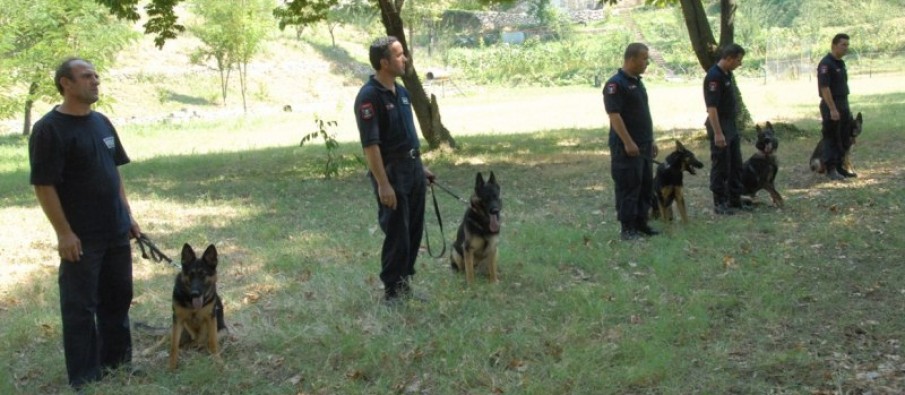 Qentë ngelës në klasë nuk u shitën, Ministria e Financave ul çmimin e qenve