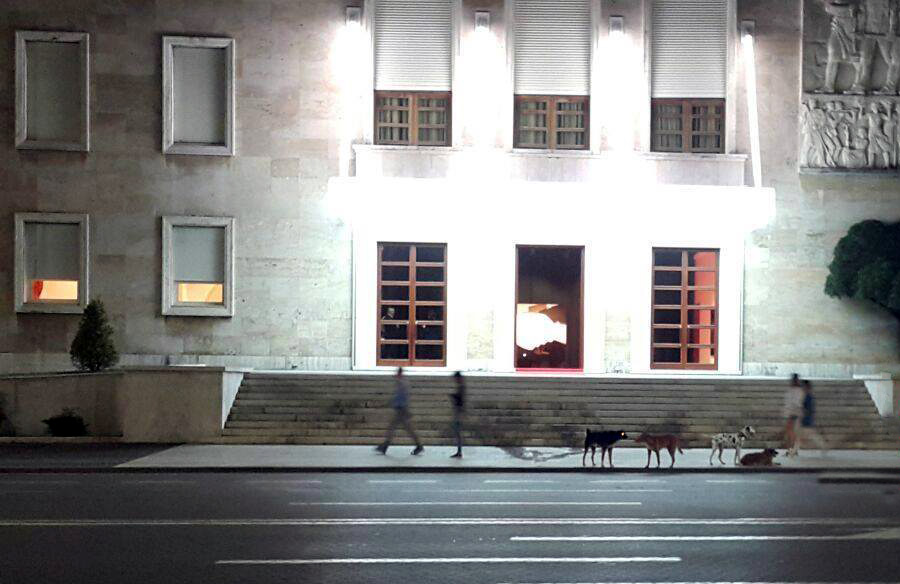 Tiranë, qentë dalin nga kontrolli, bashkia dhe ministria e Bujqësisë përplasen për përgjegjësitë