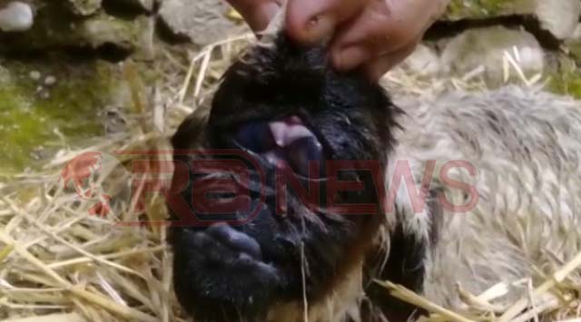 VIDEO/ Çudia e radhës në Fier, lind qingji me 4 sy e me bisht në ballë