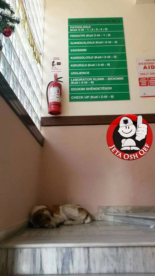 FOTO LAJM/ Jo shëndetësi falas por infeksion falas nga qentë “e sistemuar” në qendrat shëndetësore