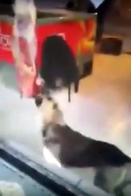 VIDEO/ Qeni ha mish në dyqan…, ai që mbetet shitet për konsumatorët njerëz…