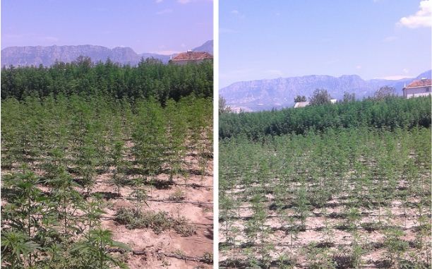 DETAJET/Policia konfirmon arat e drogës në Rinas, por korr vetëm 10% të rrënjëve