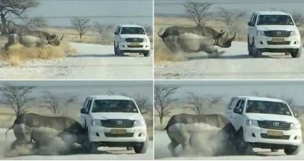 VIDEO/ Momenti dramatik kur rinoceronti sulmon makinën e turistëve