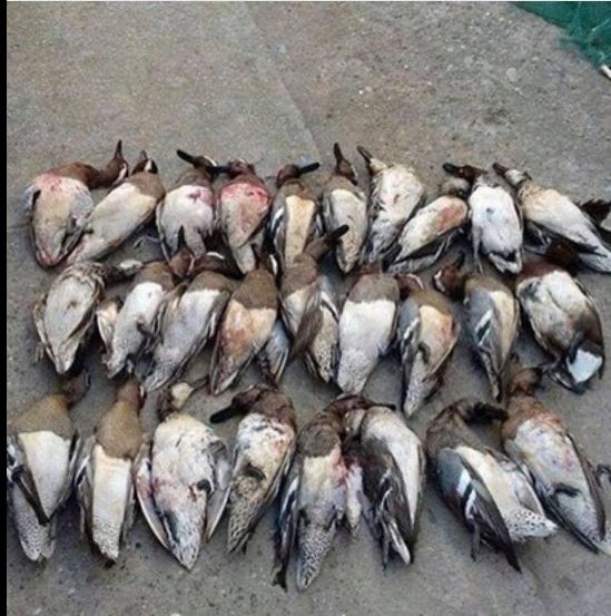 FOTO/ Pushkatohen rosat e egra në Divjakë, Kokoneshi mbush asfaltin