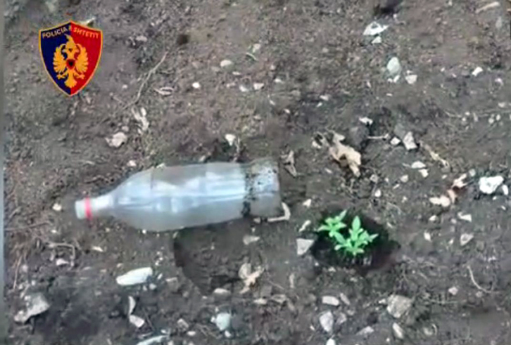 VIDEO/ Kanabis i mbjellë te stanet, shpallet në kërkim kryeplaku