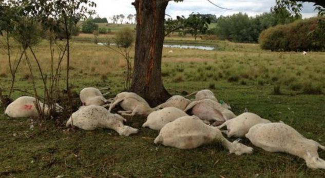 Gjirokastër, 80 krerë “vriten” nga rrufetë