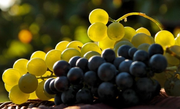 Të mirat shëndetësore që përfitojmë nga rrushi